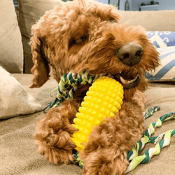 Corn Cob Dog Teeth Cleaning Chew Toy