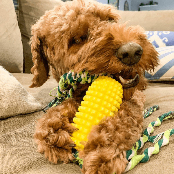 corncobdogteethcleaningchewtoy1.png