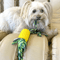 corncobdogteethcleaningchewtoy2.png