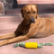 corncobdogteethcleaningchewtoy3.png