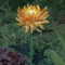 chrysanthemumsolargardenstakeledyellow.png