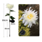 chrysanthemumsolargardenstakeled6.png