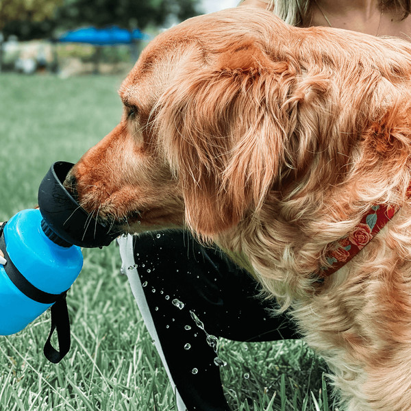 bpafreeoutdoordogwaterbottle1.png