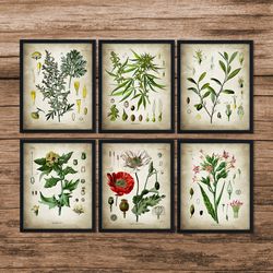 SET of 6 Medicinal Drug Print, Cocaine Cannabis Opium Poppy Absinthe, Botanical Art, Medicinal Decor, Botanical Poster, Botanical Wall Art, DIGITAL DOWNLOAD