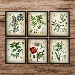 set of 6 medicinal drug print, cocaine cannabis opium poppy absinthe, botanical art, medicinal decor, botanical poster, botanical wall art, digital download