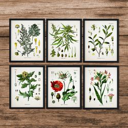 SET of 6 Medicinal Drug Print, Cocaine Cannabis Opium Poppy Absinthe, Botanical Art, Medicinal Decor, Botanical Poster, Botanical Wall Art, DIGITAL DOWNLOAD