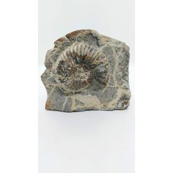 Ammonite on rock, fossils, ammonites fossil