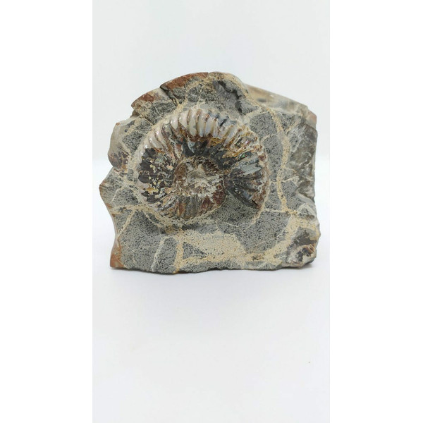 Ammonite-on-rock-fossils-ammonites-fossil-1.jpg