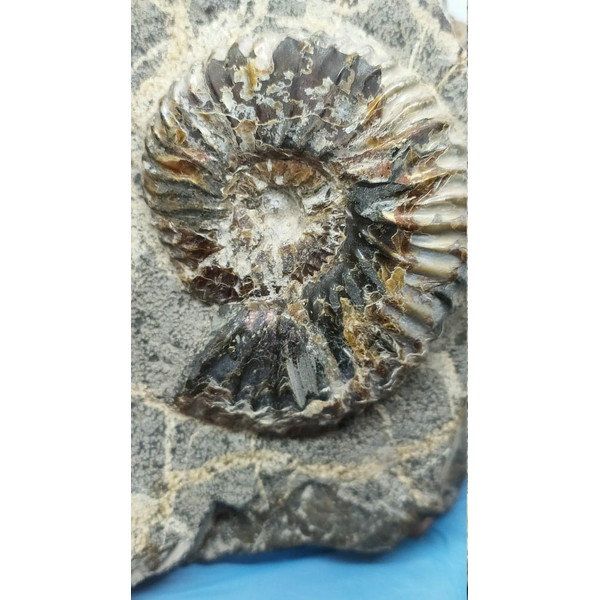 Ammonite-rock-fossils-ammonites-fossil-2.jpg