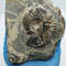 Ammonite-rock-fossils-ammonites-fossil-3.jpg