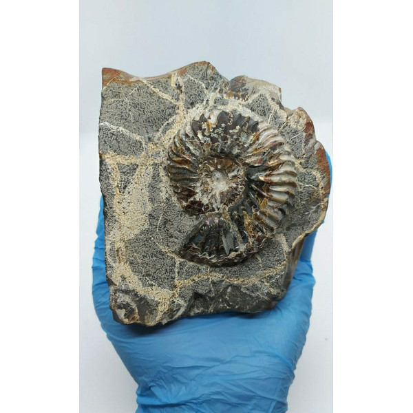 Ammonite-rock-fossils-ammonites-fossil-3.jpg