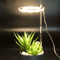 angelringplantlight1head.png
