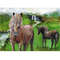Iceland horses 2.jpg