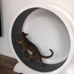 Running wheel for cats