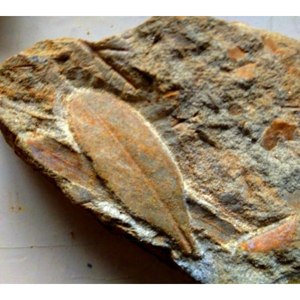 Fossil stone plant-fossils-fossil plants-1.jpeg