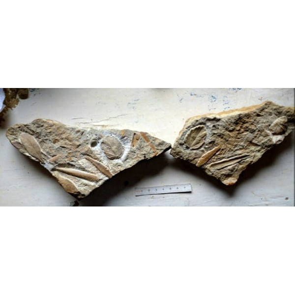 Fossil stone plant-fossils-fossil plants-3.jpeg