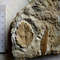 Fossil stone plant-fossils-fossil plants-6.jpeg