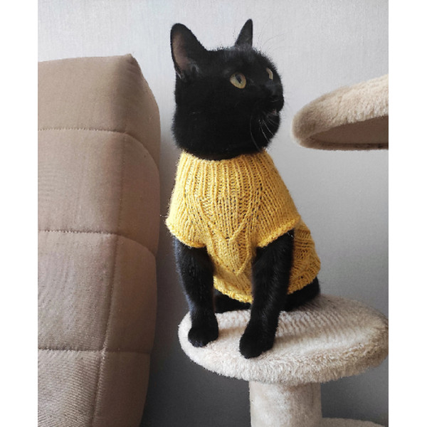 cat in a yellow sweater