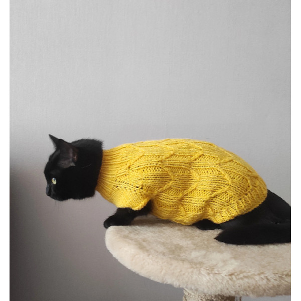 black cat in a cat sweater