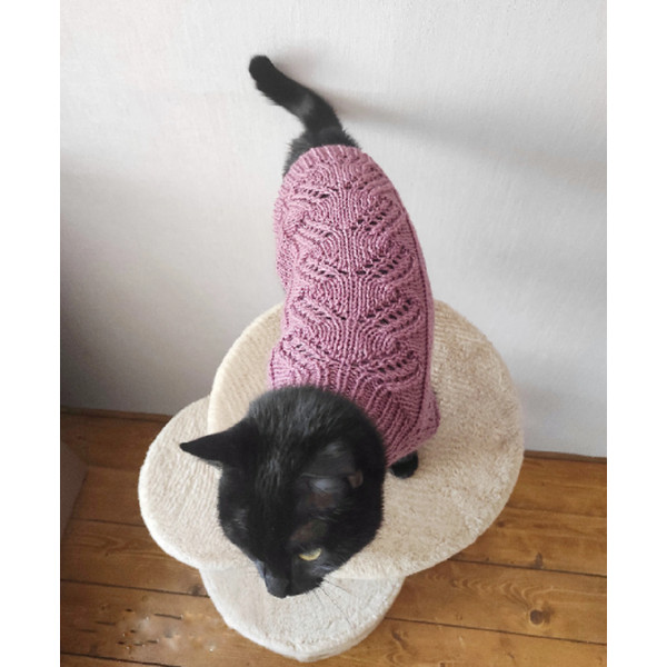cat in a beautiful pink sweater