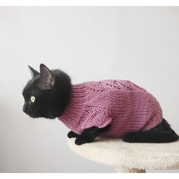 cat in a beautiful pink jumper