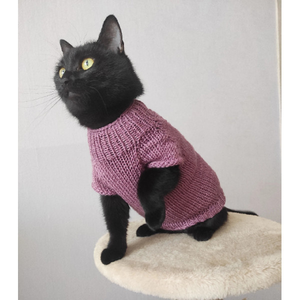black cat in a pink sweater