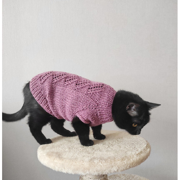 black cat in a knitted sweater