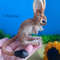 Crochet miniature realistic rodent jerboa (2).jpg