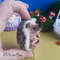 Crochet Hedgehog (6).jpg