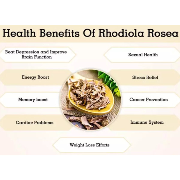 Rhodiola-rosea-root - gold-root-benefits