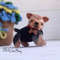 Crochet Yorkshire terrier, Yorkie puppy (7).jpg