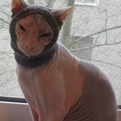 cat clothes, cat hat, sphynx clothes,sphynx hat,  hat for cats