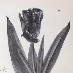 botanical drawing black & white