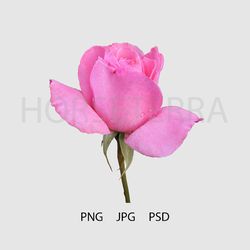 pink rose