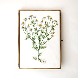 Watercolor print "LOVELY DAISIES"