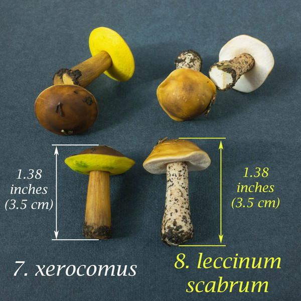 Miniature mushrooms handmade of polymer clay 2.jpg