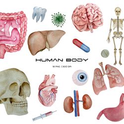 Watercolor human organs clipart anatomy illustration