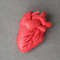 Red Human heart pattern, anatomy heart.jpg