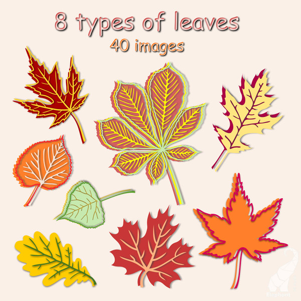 2-Leaves.jpg