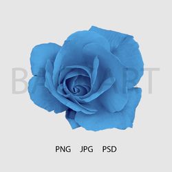 gorgeous blue rose isolated with transparent background for your design.. print file. psd file