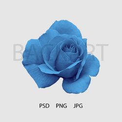 Gorgeous blue rose isolated with transparent background for your design.. Print file. PSD file