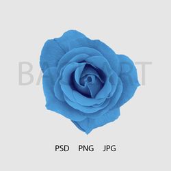 gorgeous blue rose isolated with transparent background for your design.. print file. psd file
