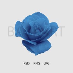 Gorgeous blue rose isolated with transparent background for your design.. Print file. PSD file