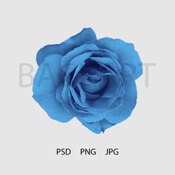gorgeous blue rose isolated with transparent background for your design.. print file. psd file