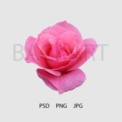 Gorgeous pink rose isolated with transparent background for your design.. Print file. PSD file