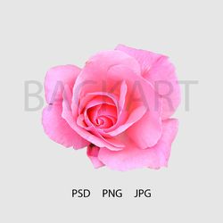 Gorgeous pink rose isolated with transparent background for your design.. Print file. PSD file