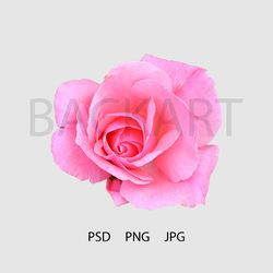gorgeous pink rose isolated with transparent background for your design.. print file. psd file