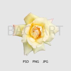 Gorgeous yellow rose isolated with transparent background for your design.. Print file. PSD file