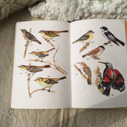 Birds atlas, reference guide, animal illustration vintage book, 1988