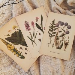 Vintage botanical pages, plant prints, flowers illustrations, medicinal plants, healing herbs, 1974